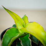 sansevieria-star-canary