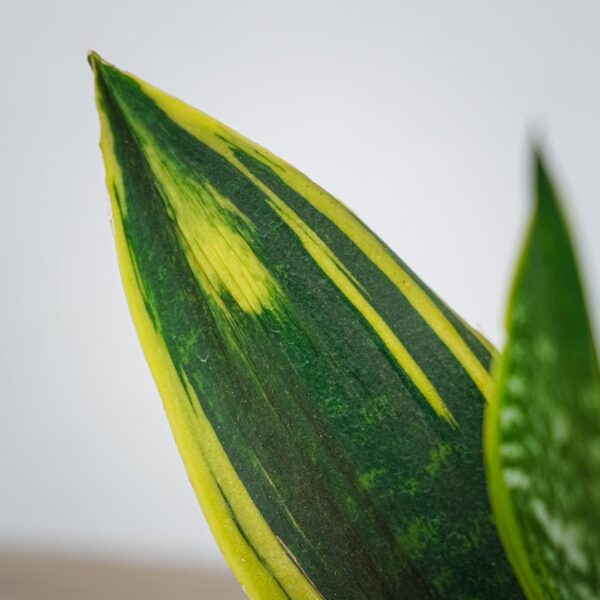 sansevieria-trifasciata-golden-flame (2) sansevieria-trifasciata-golden-flame