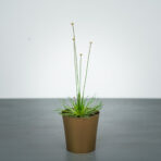 syngonanthus-mikado-trawa-ozdobna