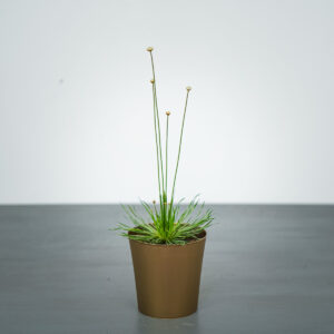 syngonanthus-mikado-trawa-ozdobna