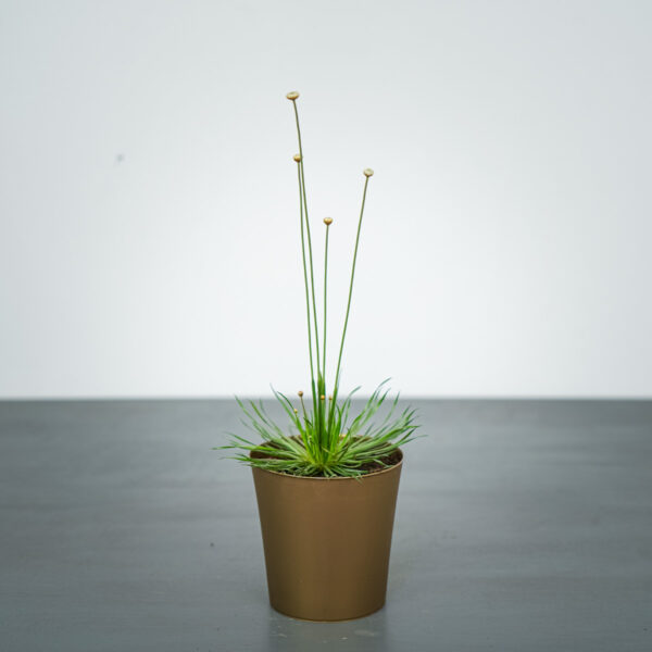 syngonanthus-mikado-trawa-ozdobna syngonanthus-mikado-trawa-ozdobna