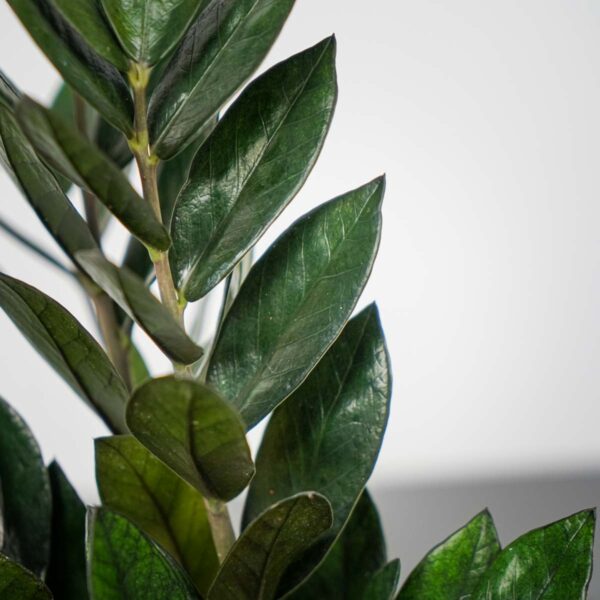 zamioculcas-supernova-zamiokulkas (2) zamioculcas-supernova-zamiokulkas