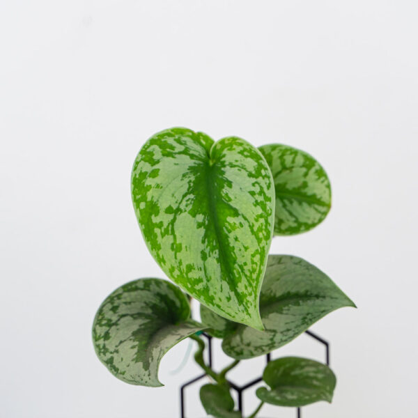 scindapsus-pictus-exotica scindapsus-pictus-exotica