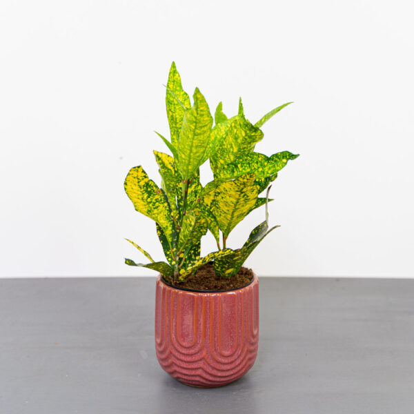codiaeum-gold-sun-kroton