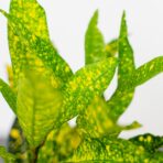 codiaeum-gold-sun-kroton