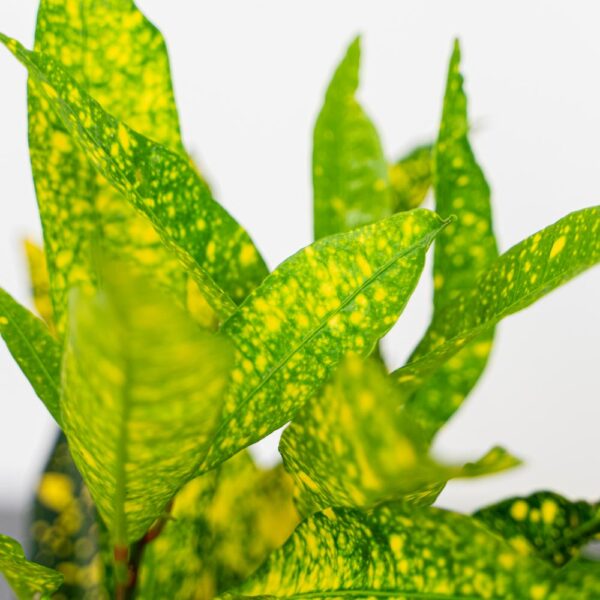 codiaeum-gold-sun-kroton codiaeum-gold-sun-kroton