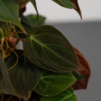philodendron-micans-na-paliku