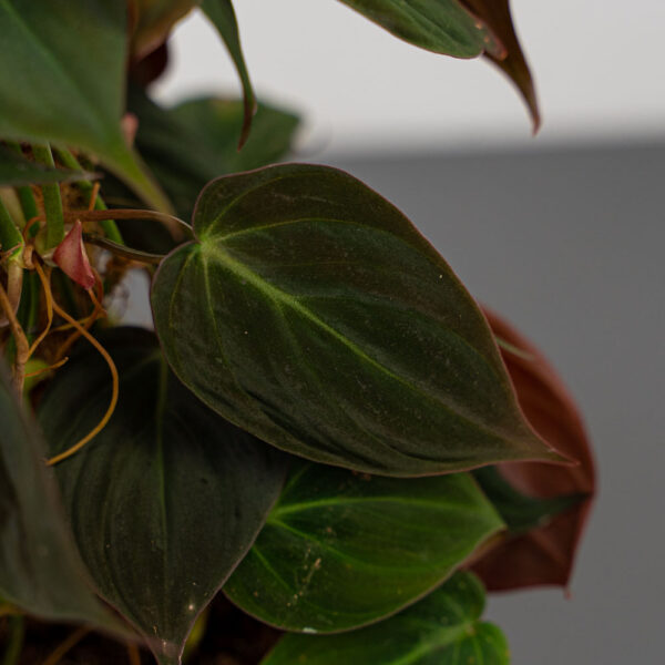 philodendron-micans-na-paliku philodendron-micans-na-paliku