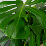 monstera-deliciosa-gigant