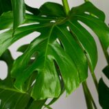 monstera-deliciosa-gigant