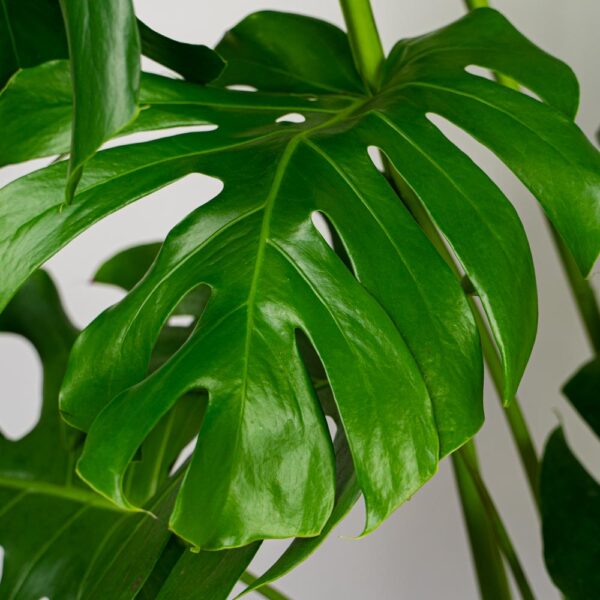 monstera-deliciosa-gigant monstera-deliciosa-gigant