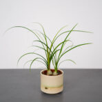 nolina-beaucarnea-recurvata