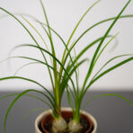 nolina-beaucarnea-recurvata