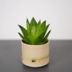 gasteria-baby