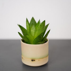 gasteria-baby