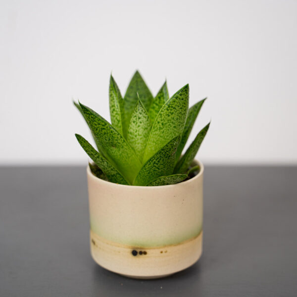 gasteria-baby gasteria-baby