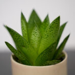 gasteria-baby