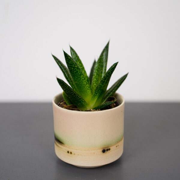 gasteria-baby gasteria-baby