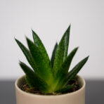 gasteria-baby
