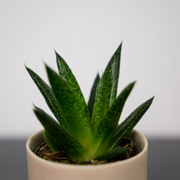 gasteria-baby gasteria-baby