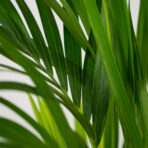howea-forsteriana-kencja