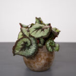 begonia-rex-princess-of-hanover