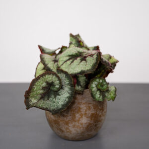 begonia-rex-princess-of-hanover