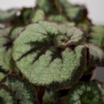 begonia-rex-princess-of-hanover