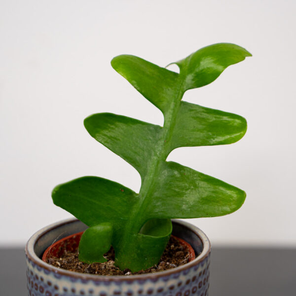 kaktus-zygzak-epiphyllum-chrysocardium kaktus-zygzak-epiphyllum-chrysocardium