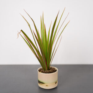 dracaena-marginata-bicolor-dracena-baby