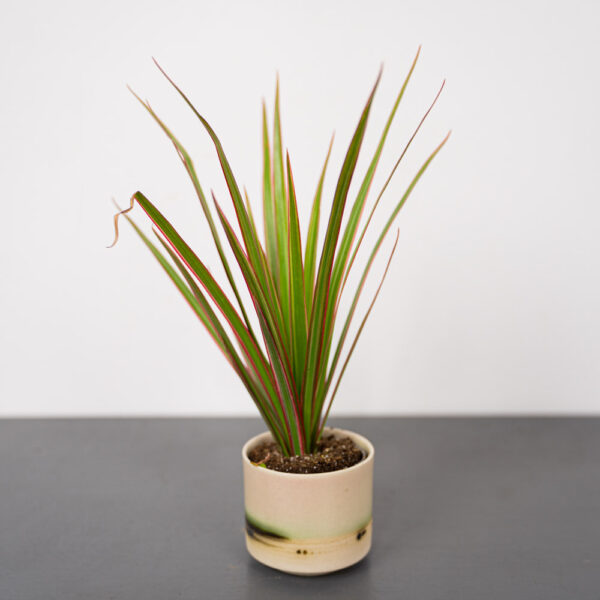 dracaena-marginata-bicolor-dracena-baby dracaena-marginata-bicolor-dracena-baby