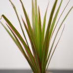 dracaena-marginata-bicolor-dracena-baby