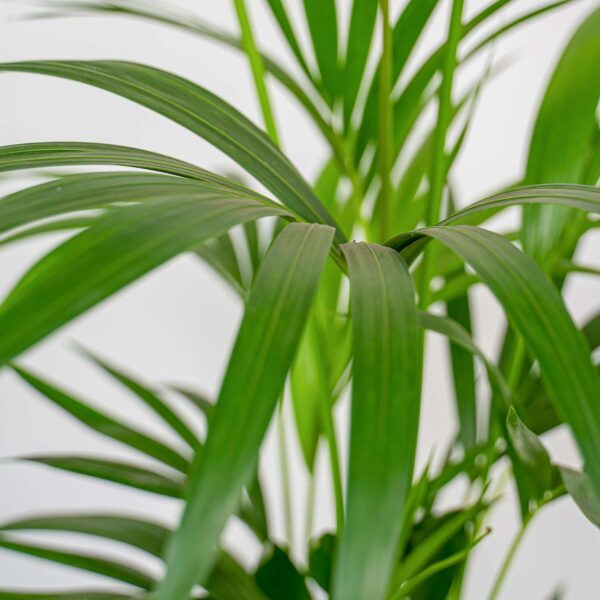 howea-forsteriana-kencja howea-forsteriana-kencja