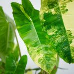 philodendron-burle-marx-variegata