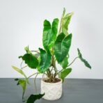 philodendron-burle-marx-variegata