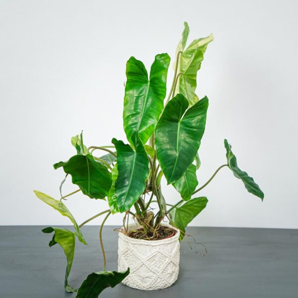 philodendron-burle-marx-variegata philodendron-burle-marx-variegata