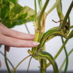 philodendron-burle-marx-variegata