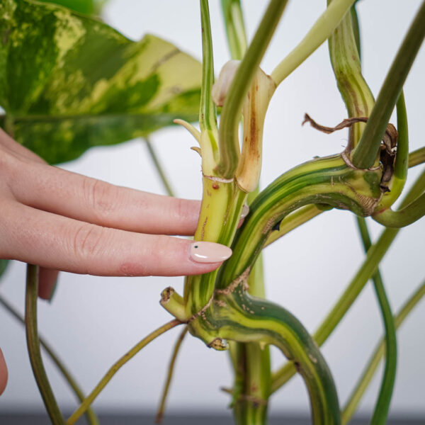 philodendron-burle-marx-variegata philodendron-burle-marx-variegata