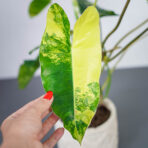 philodendron-burle-marx-variegata