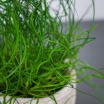 juncus-effusus-spiralis-trawa-ozdobna