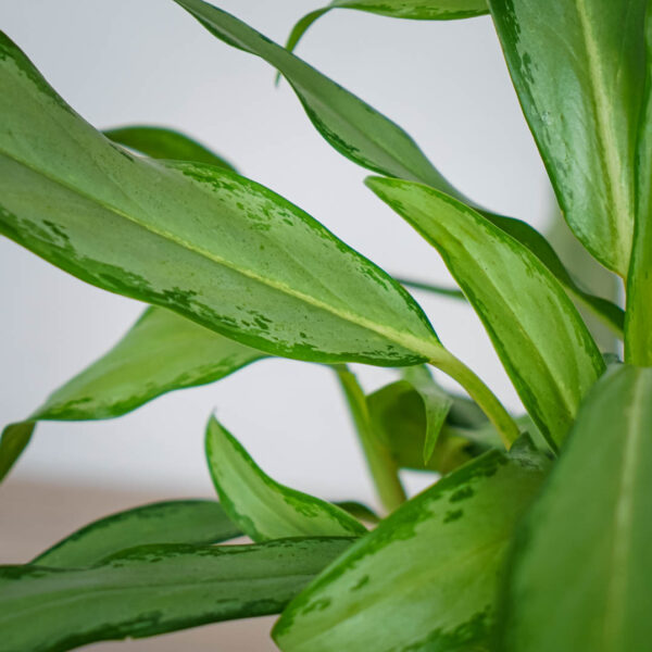aglaonema-white-lance aglaonema-white-lance