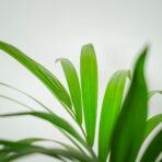 howea-forsteriana-kencja