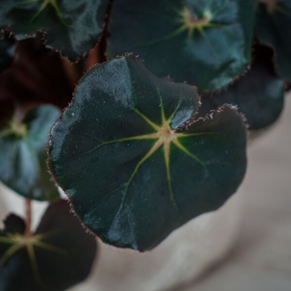 begonia-black-jungle begonia-black-jungle