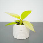 philodendron-painted-lady-baby
