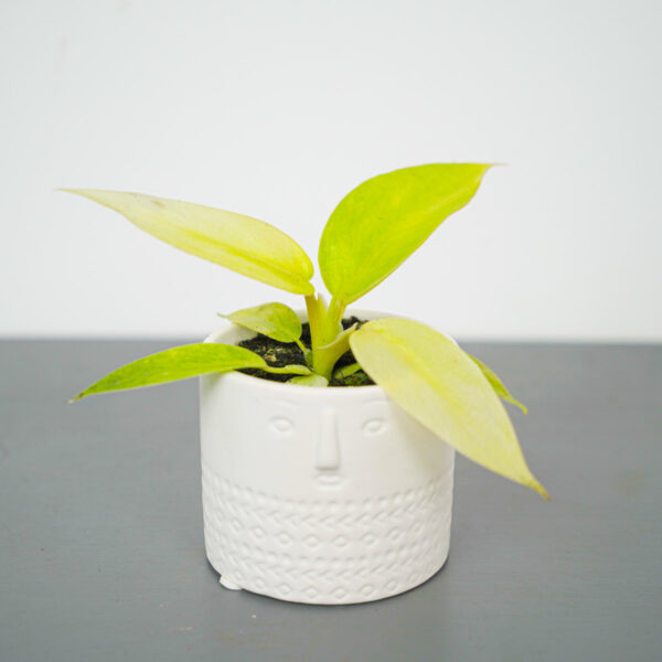 philodendron-painted-lady-baby