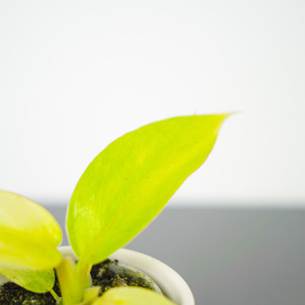 philodendron-painted-lady-baby philodendron-painted-lady-baby