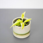 philodendron-moonshine-baby