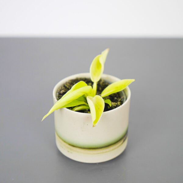 philodendron-moonshine-baby philodendron-moonshine-baby
