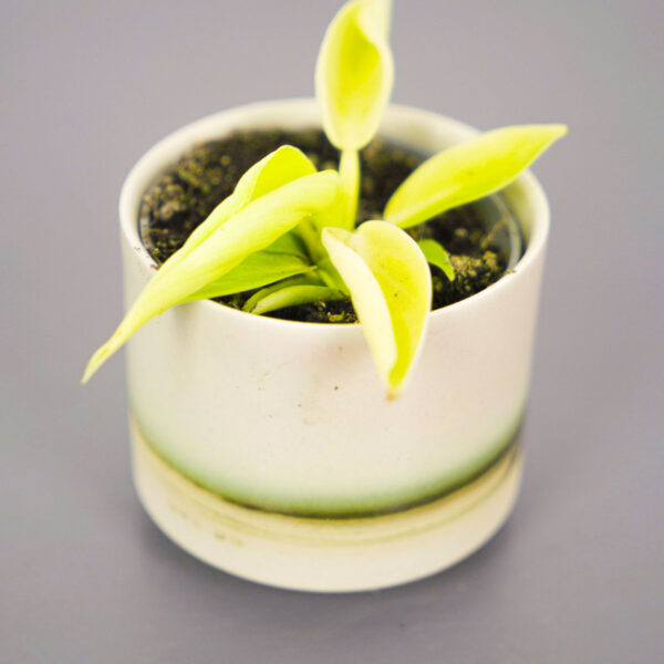 philodendron-moonshine-baby philodendron-moonshine-baby