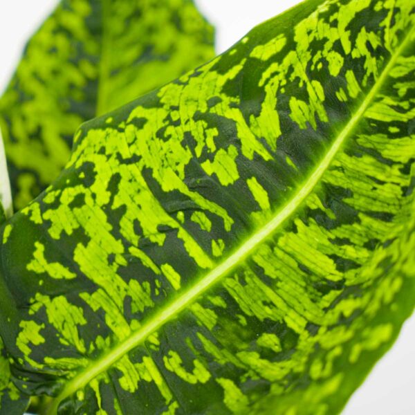 diffenbachia-reflector diffenbachia-reflector